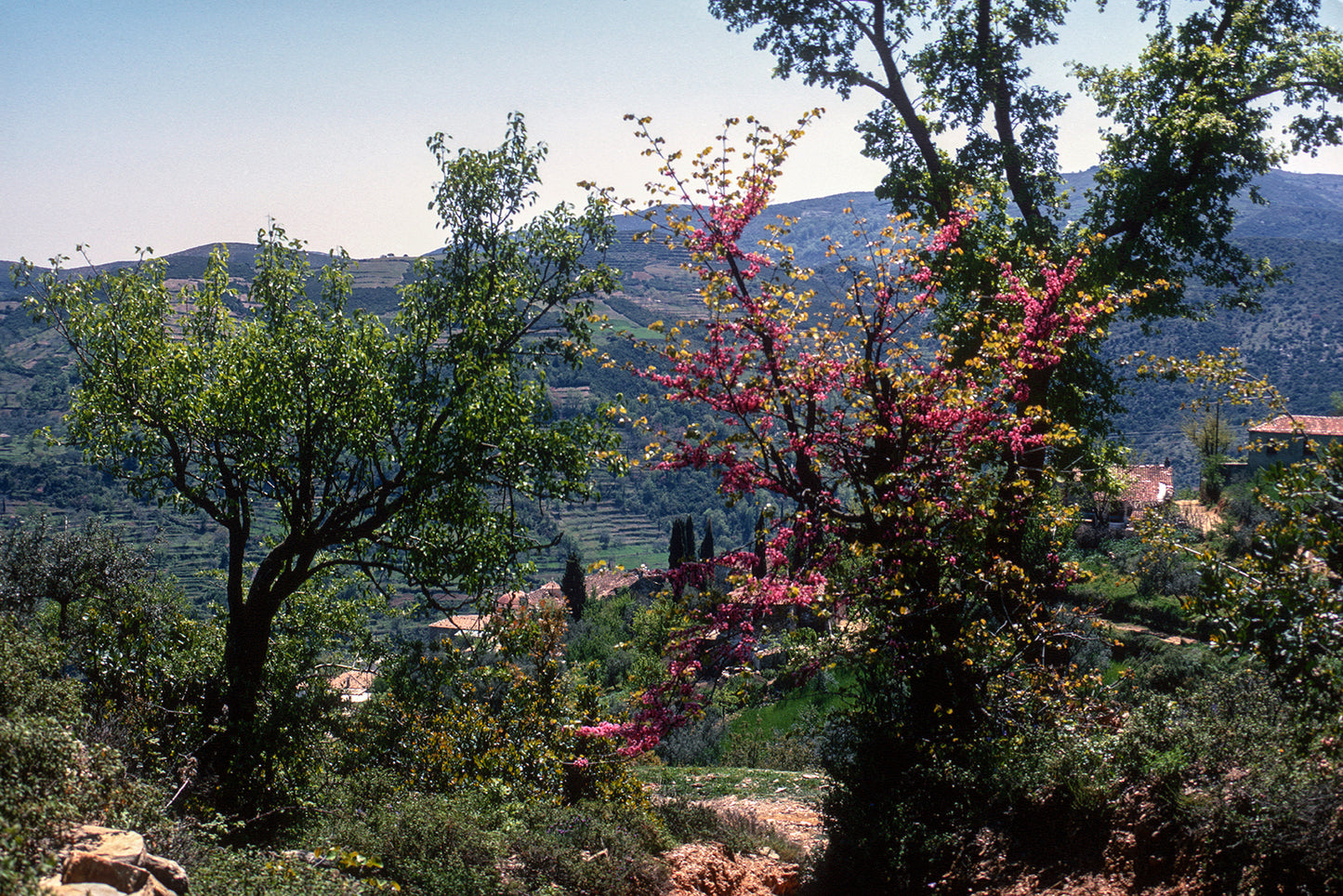 Peloponnese a spring landscape near Sparta