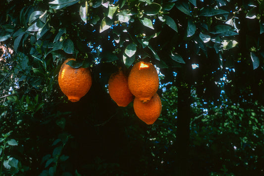 Πελοπόννησος: Πορτοκαλιά στην Σπάρτη