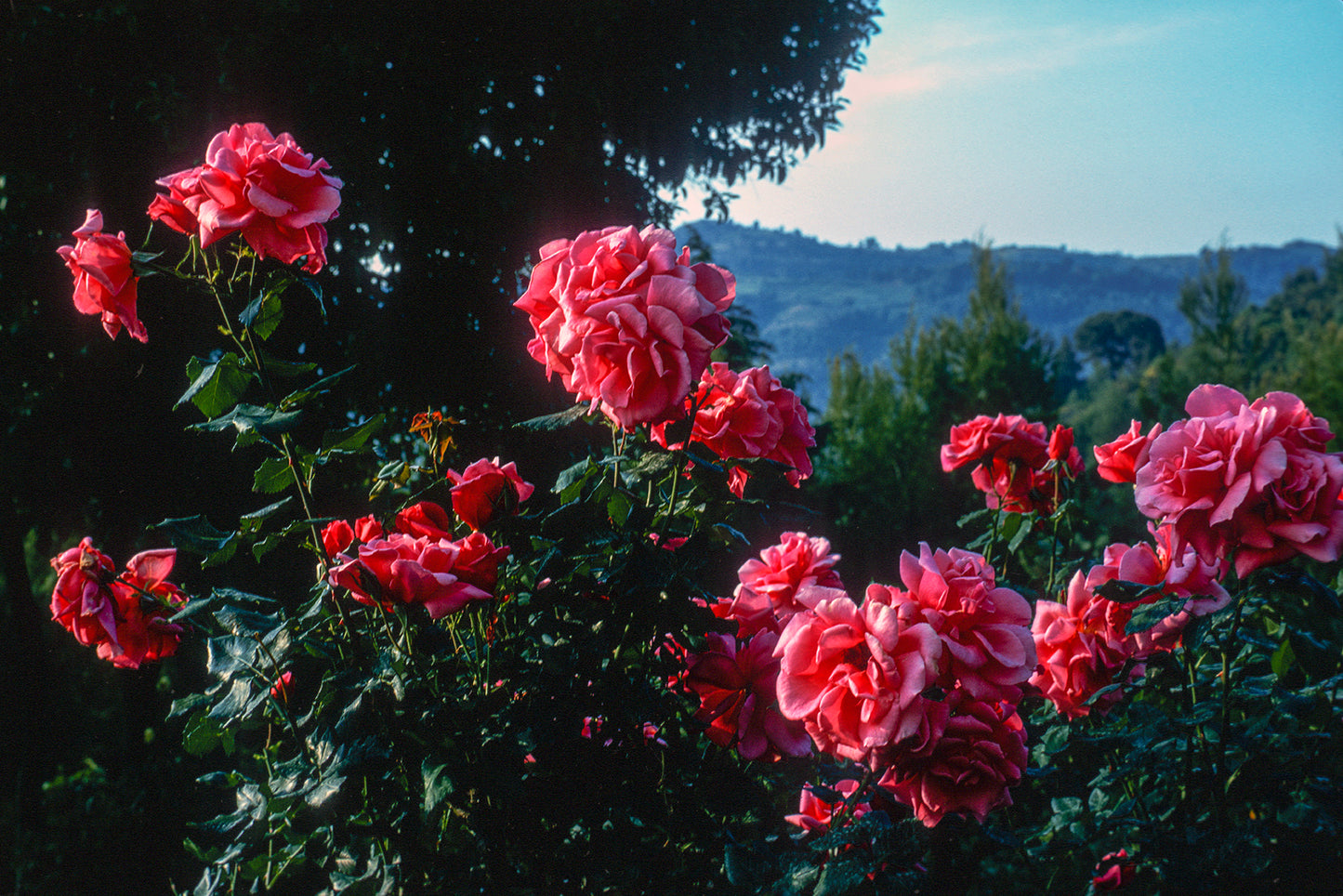 Peloponnese: Blooming roses somewhere in Laconia