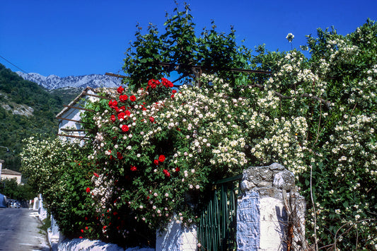 Πελοπόννησος: Άνοιξις!