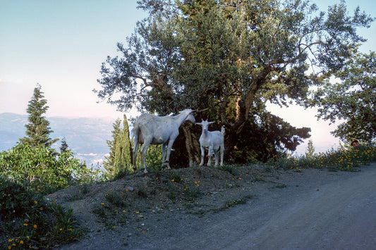 Peloponnese goats towards Pikoukianika in Lakonia