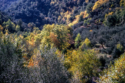 Peloponnese: Nature in Taygetos and in the background a mountain village: Nature in Mount Taygetos