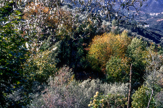 Peloponnese: Nature in Mount Taygetos and in the background a mountain village