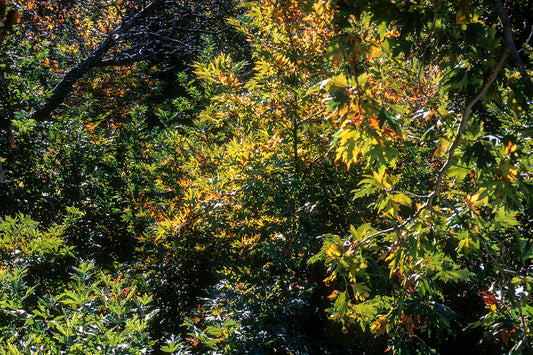Peloponnese the nature in Mount Taygetos