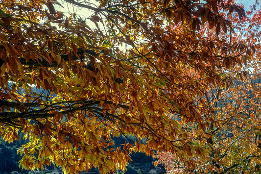 Peloponnese the walnut in Mount Taygetos