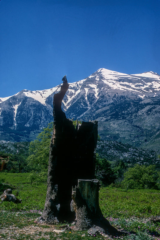 Peloponnese lightning stricken tree in Mount Taygetos