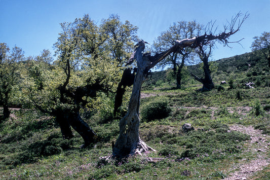 Peloponnese lightning stricken trees in Mount Taygetos