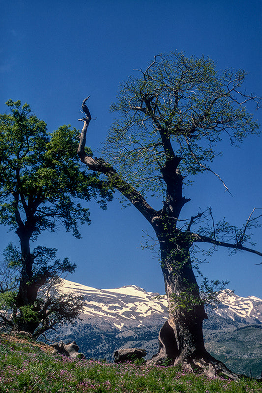 Peloponnese trees in Mount Taygetos