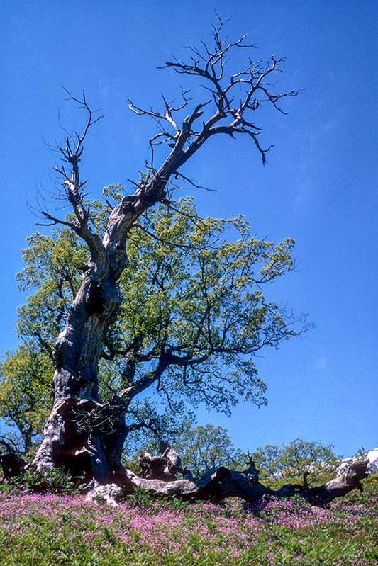 Peloponnese a tree in Mount Taygetos and spring wild flowers