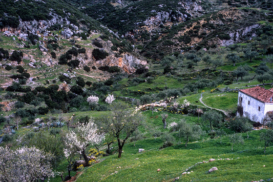 Lakonia a landscape in Chrysafa