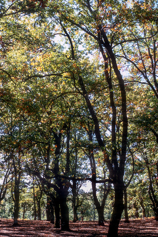 Lala forest in Olympia