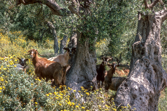 Peloponnese: The goats grazing outside Filiatra