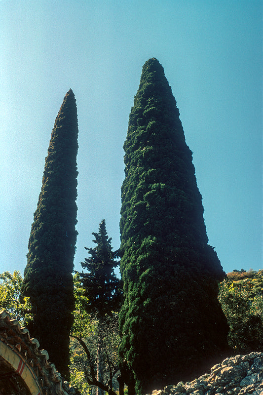 Peloponnese, Cypress in Mystras
