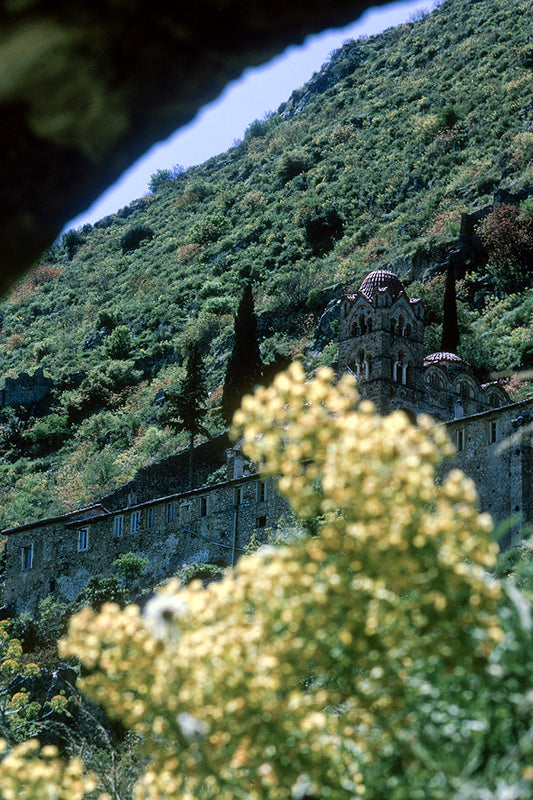 Peloponnese, spring flowers in Mystras and in the background the Pantanassa