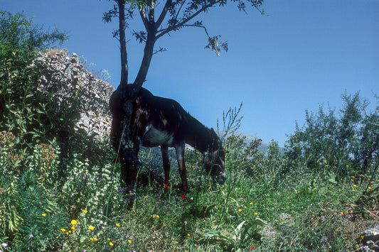 Peloponnese, Mystras: Enjoys his grazing ...