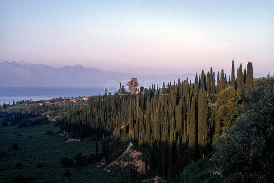 Πηγαίνοντας προς Κορώνη τα κυπαρίσσια