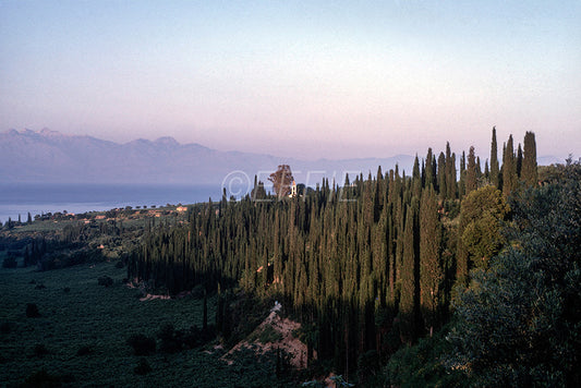Peloponnese, driving towards Koroni one can see these cypress trees
