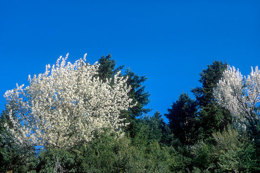 Peloponnese, landscape near Goranoi