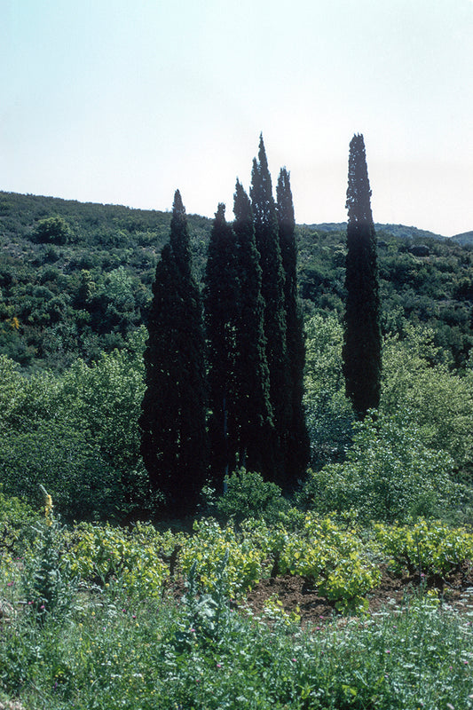 Peloponnese, a landscape near Androusa