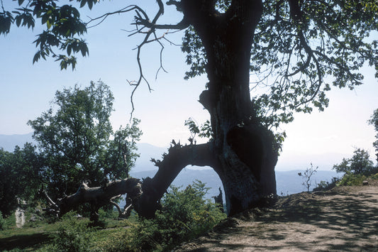 Landscape near Goranoi