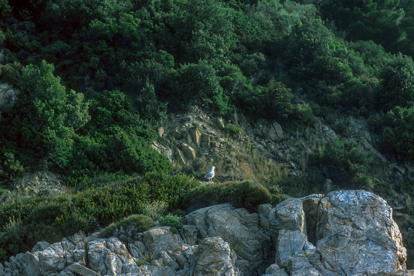 Skiathos: The seagull gazes