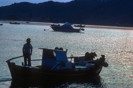 Skiathos, the return of the fisherman