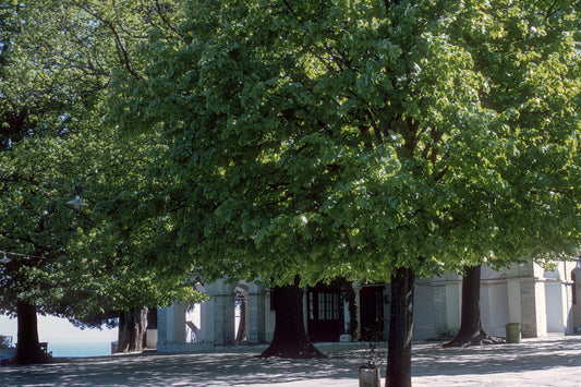 Pelion the square in Mouresi