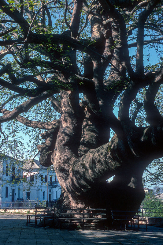 Pelion, an old plane tree in Tsagarada