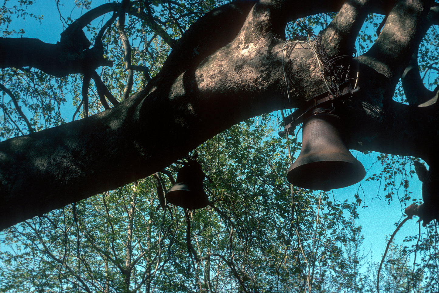 Pelion: In Tsagarada the plane tree with its bells