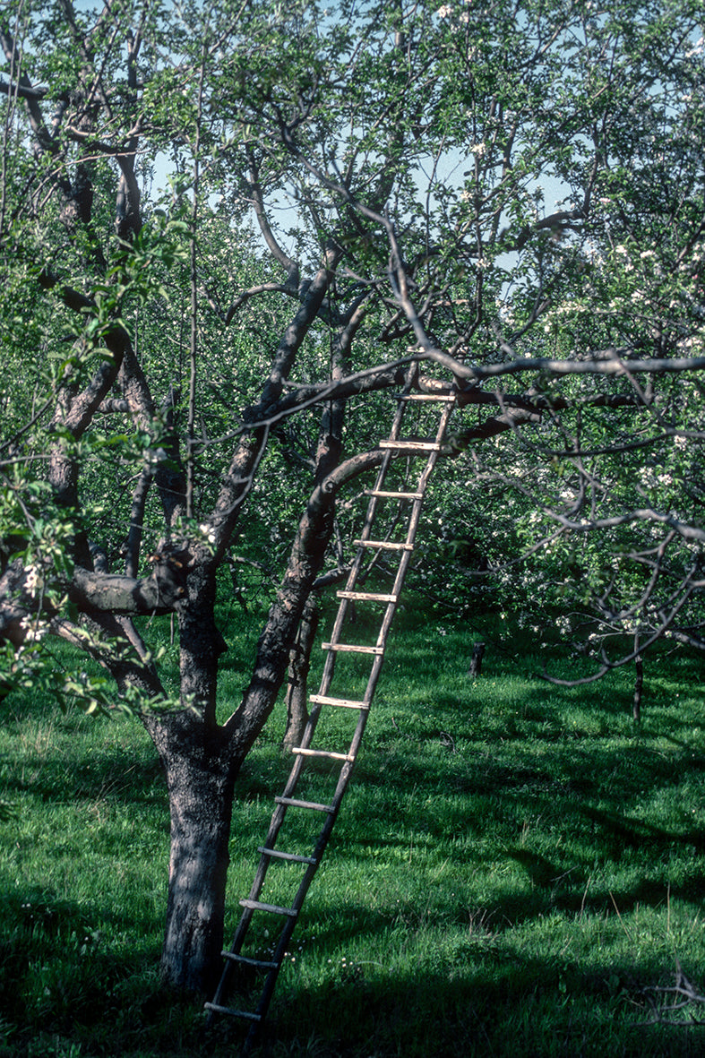 Pelion: The ladder ready for picking the olives