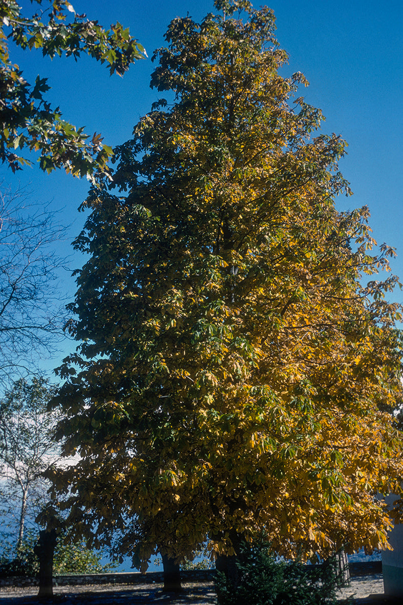 Pelion, a plane tree in autumn