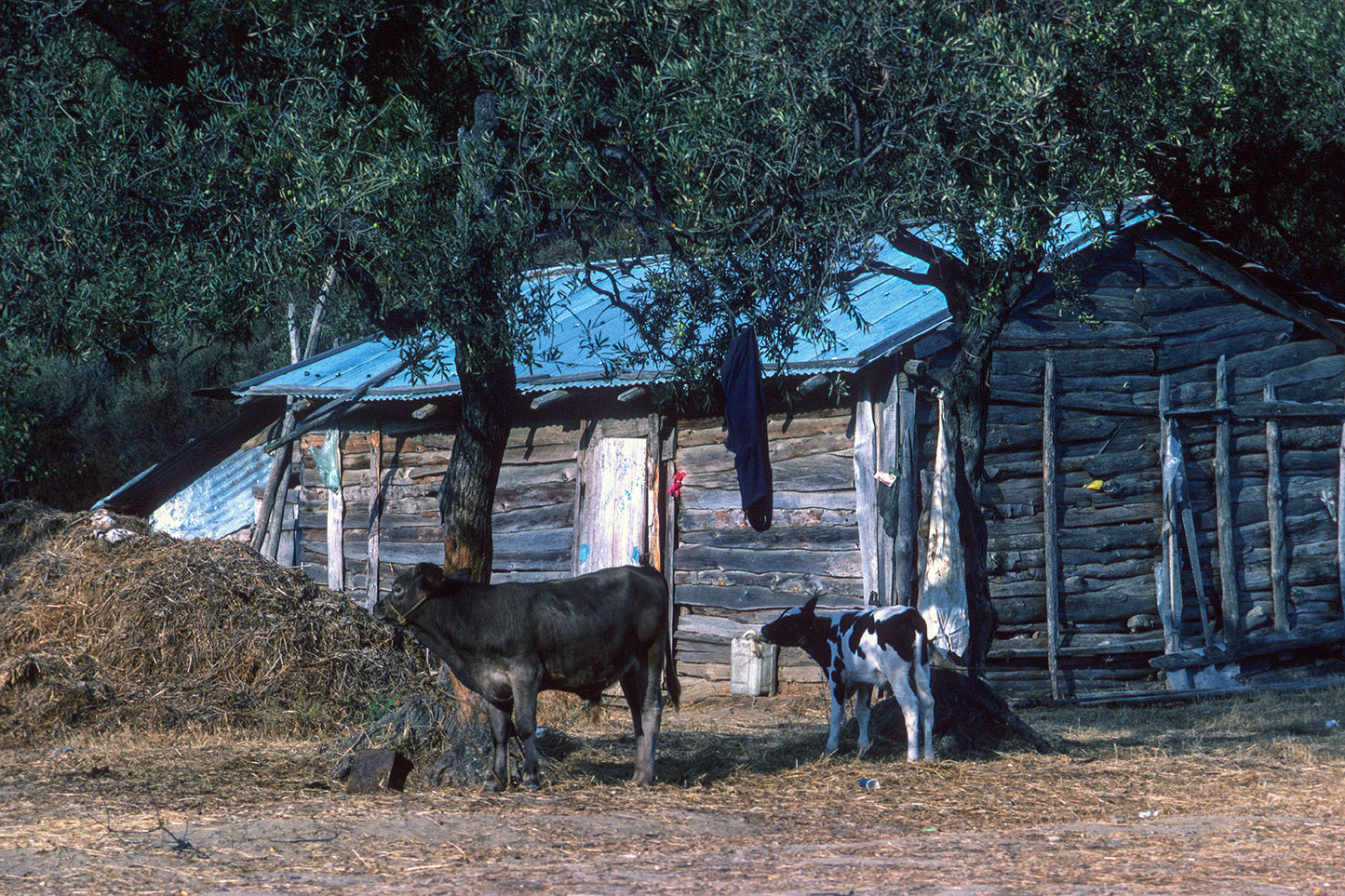 In Halkidiki a hut and the living