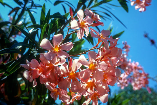 Vravrona an Oleander in spring