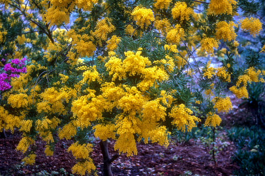 A mimosa in Vravrona