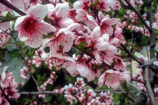 The apricot tree in Vravrona