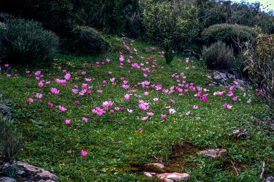 The anemones in Vravrona
