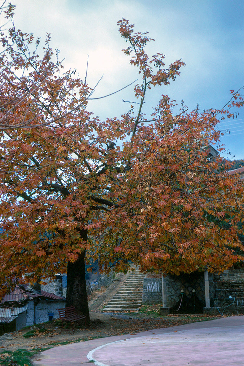 Terpsithea village at Mount Parnassos