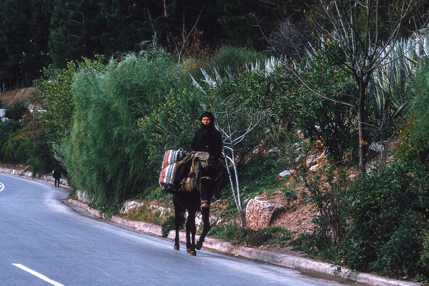 Somewhere in Central Greece, the mule carries the owner