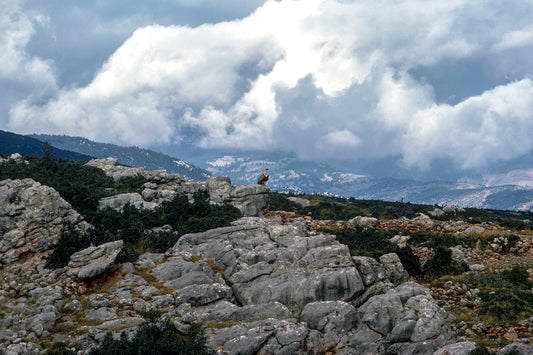 An eagle is gazing in Mount Parnassos