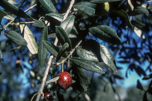 Άμφισσα, η ελιά