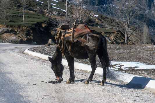 A mule in Metsovo