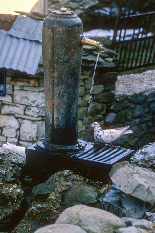 In Metsovo a pigeon in the fountain