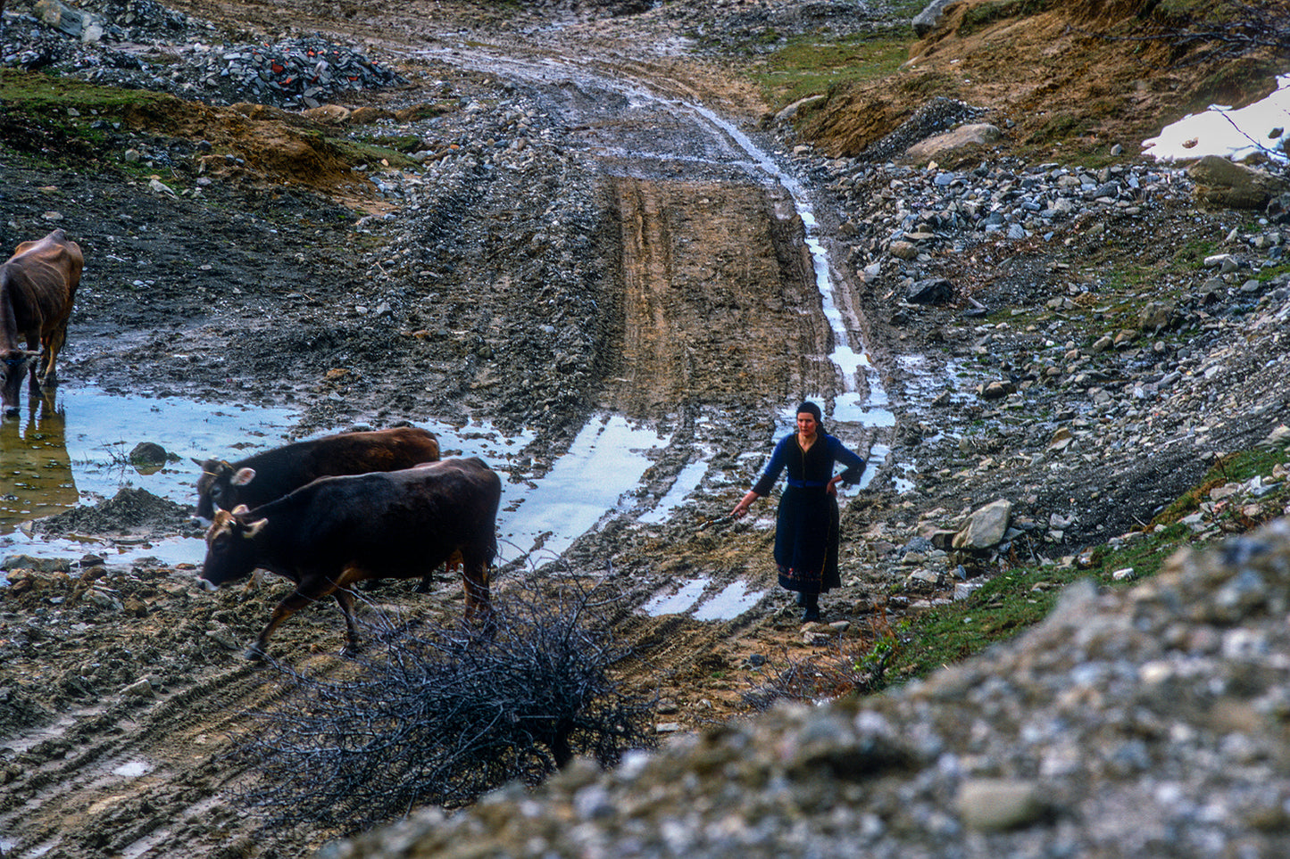 In Metsovo, the villager leads the cows