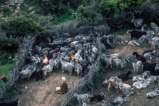 Μετέωρα το άρμεγμα στην στάνη