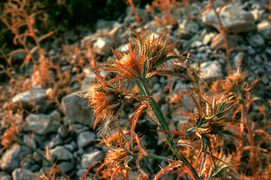 Ένα γαϊδουράγκαθο στην Ιθάκη