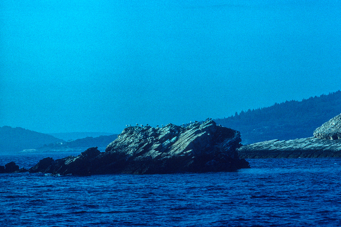 Towards Paxos, the seagulls on the rock