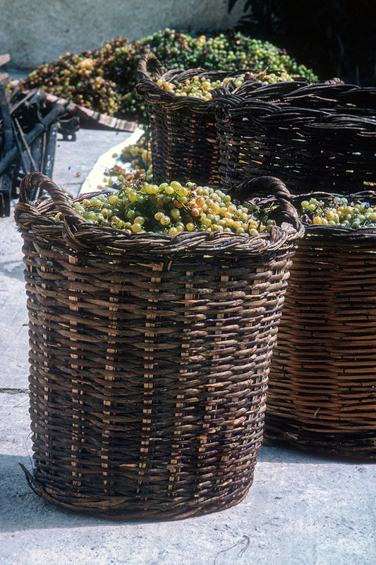 Samos grapes to be pressed