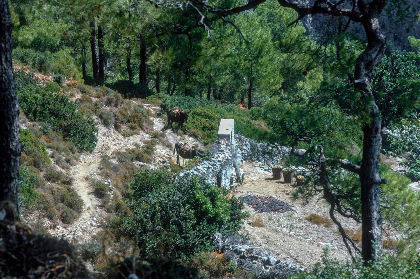 Καταπράσινο τοπίο στην Σάμο