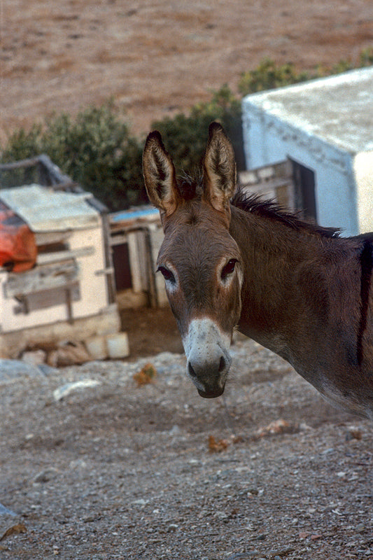 The donkey wonders