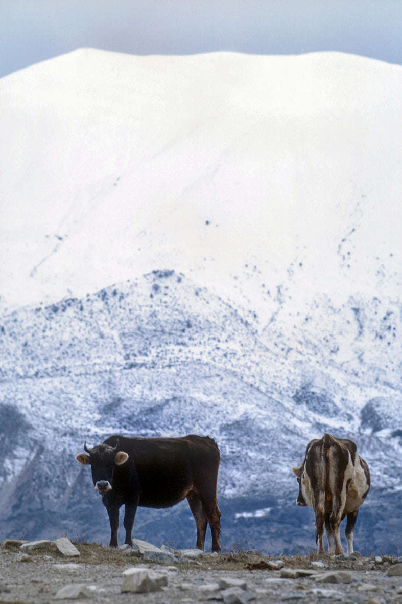 Στην Ήπειρο οι μοναχικές αγελάδες στά χιόνια